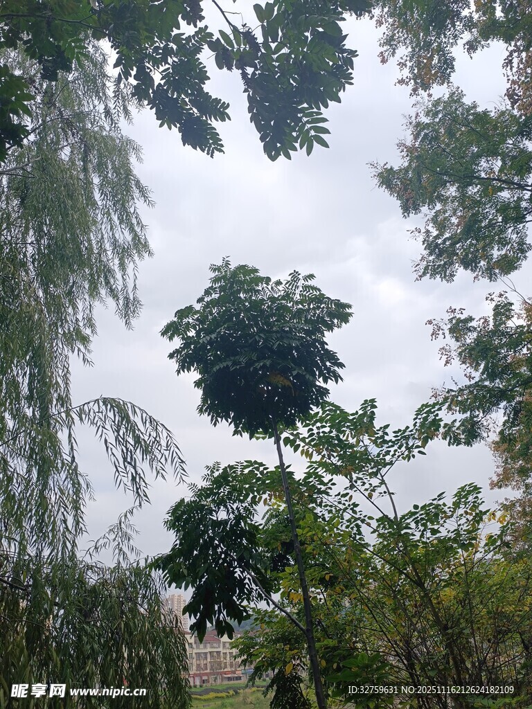 繁茂树林中的绿植景观