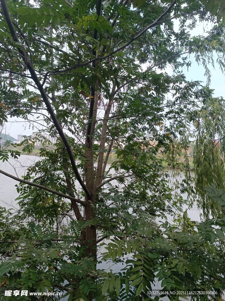 繁茂绿树旁的开阔景致