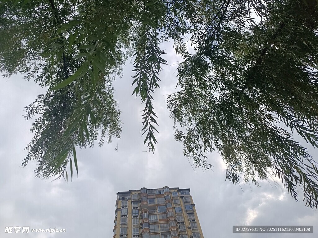 仰视绿树间的高楼