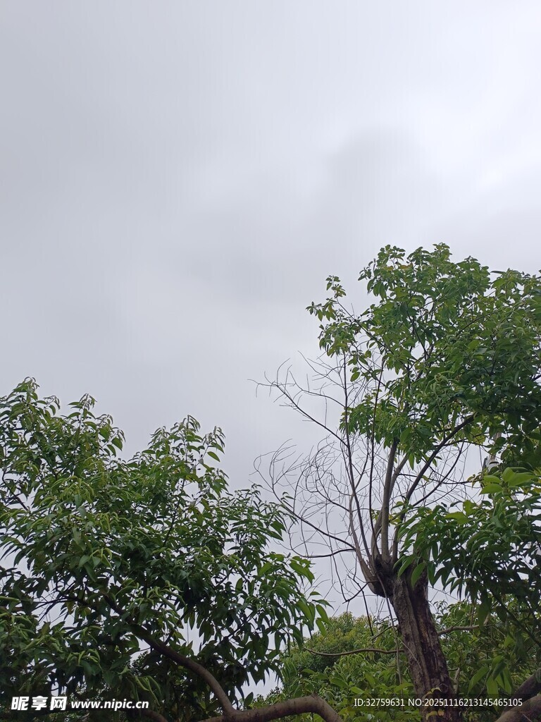 阴天中的绿树景象