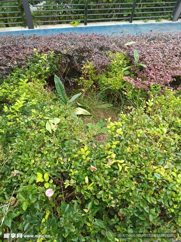 繁茂绿植景观