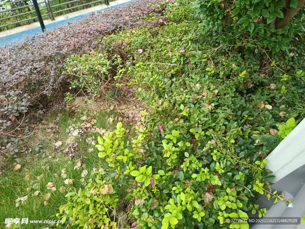 路边繁茂绿植景观