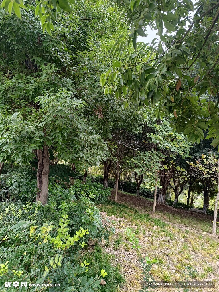 绿意盎然的林间小径