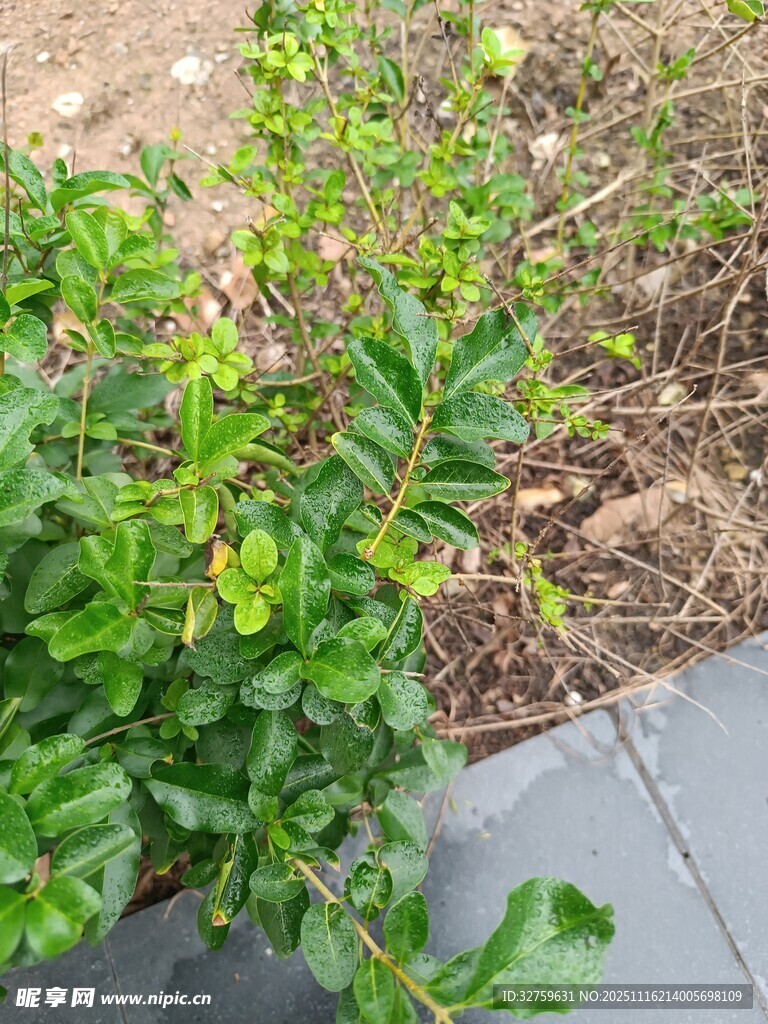 绿叶植物近景特写