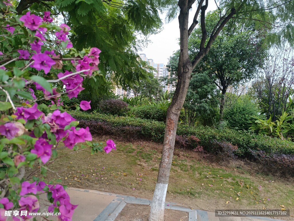 公园中绽放的紫色花卉