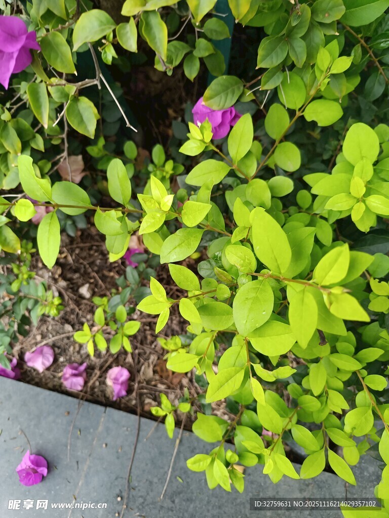 绿叶丛中绽放的娇艳花朵