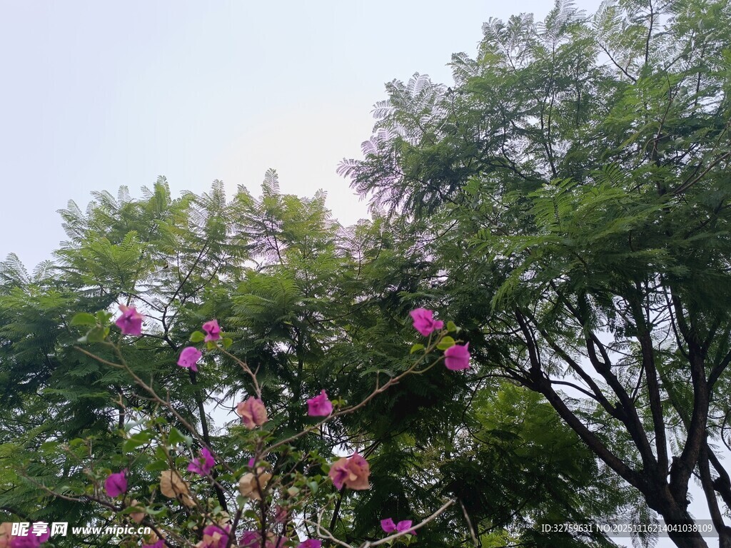 繁花绿树间的美好景致