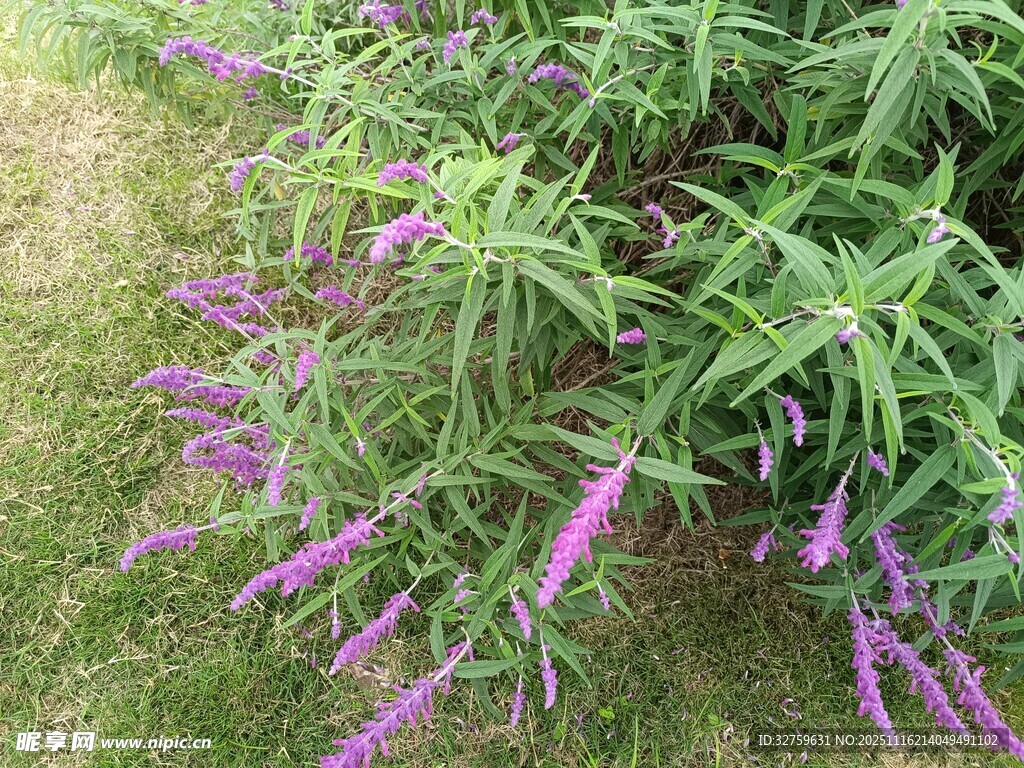 紫色鼠尾草绽放于草地