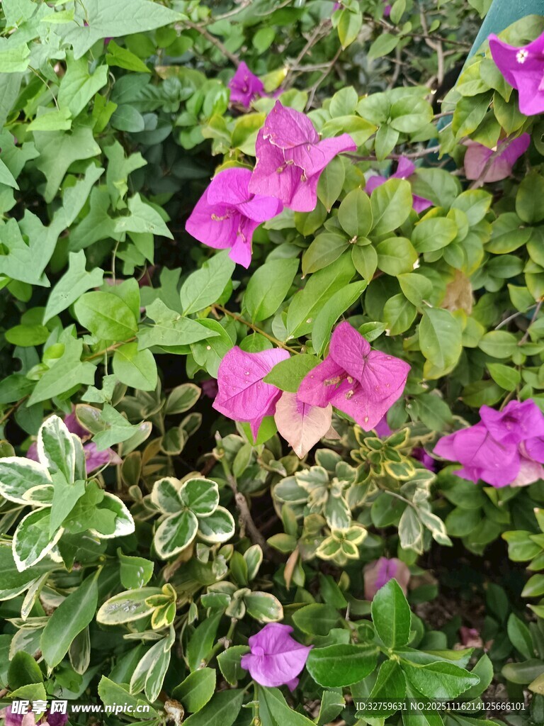 娇艳粉色花卉与绿叶相伴