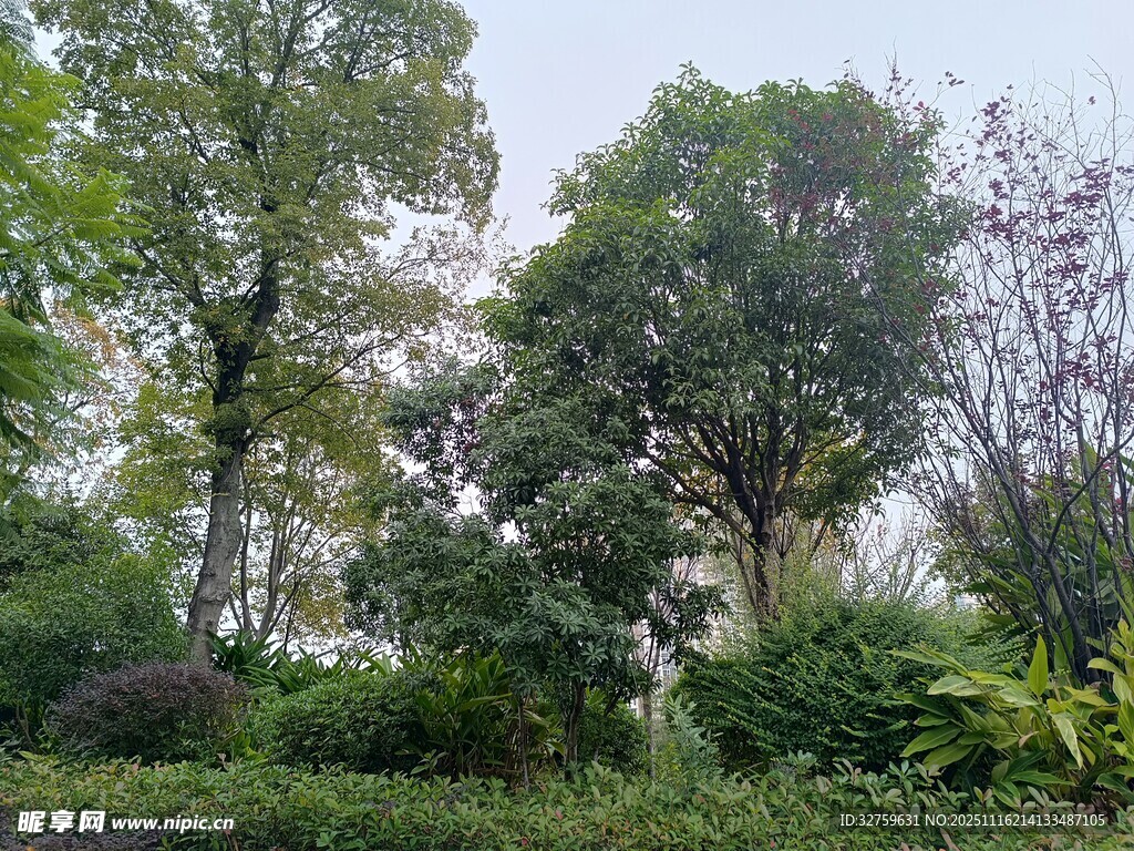 绿意盎然的户外自然景致