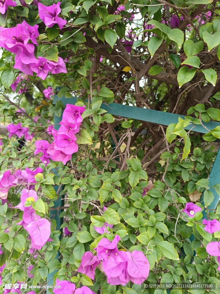 绽放的艳丽三角梅