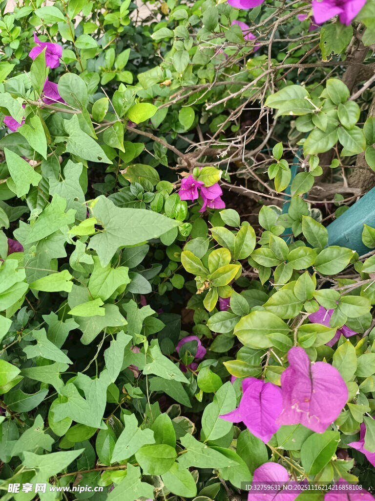 绿叶丛中的娇艳三角梅