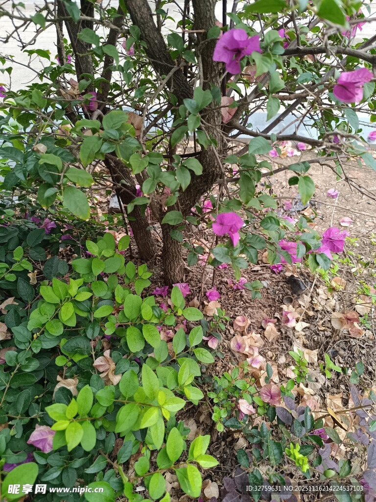 繁花绿树的自然景致