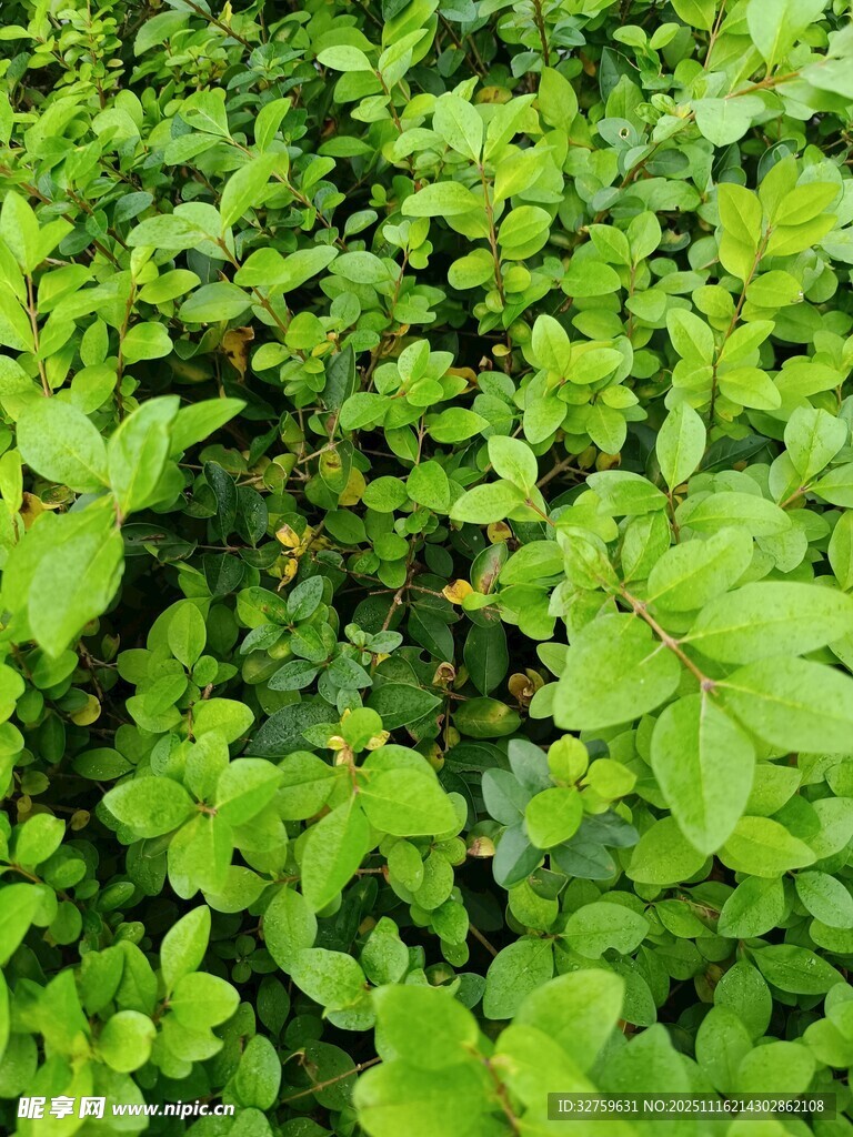 翠绿繁茂的清新植物群