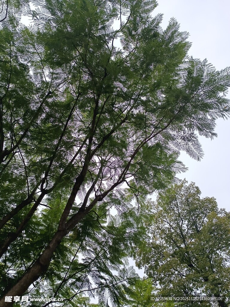 仰视茂密树林树冠