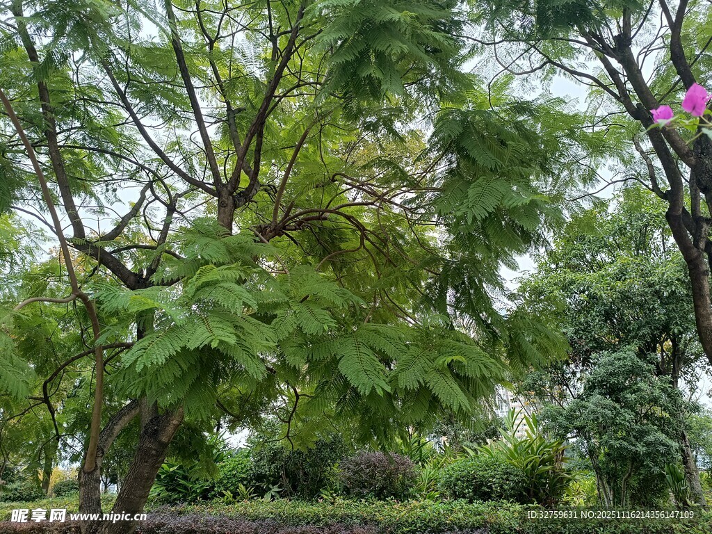 绿意盎然的繁茂树林景观