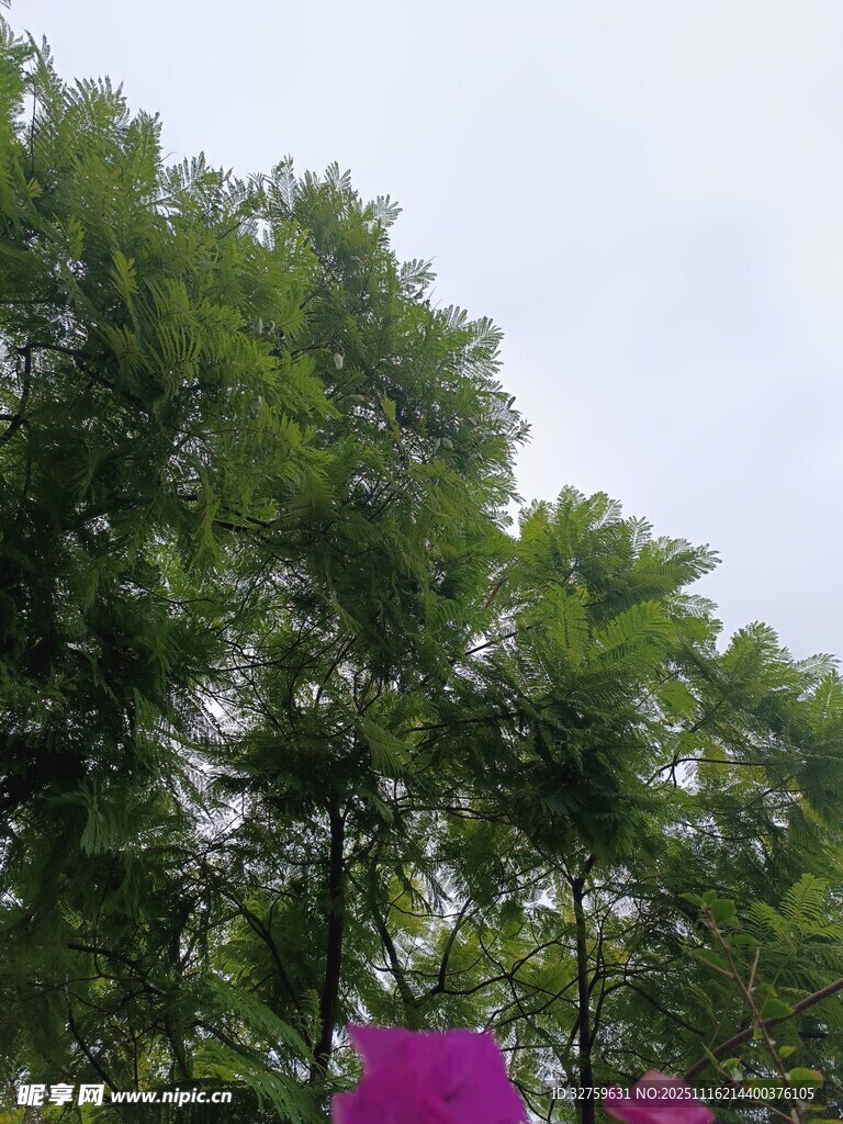 绿树间的一抹紫花