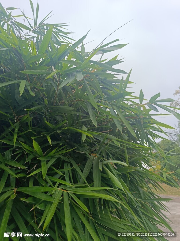 翠绿繁茂的竹叶景观