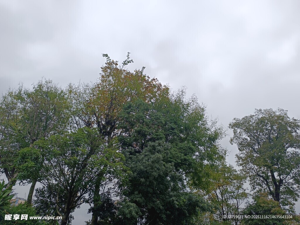 阴天中的繁茂树木