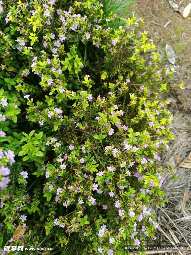 繁茂绿植绽放白色小花
