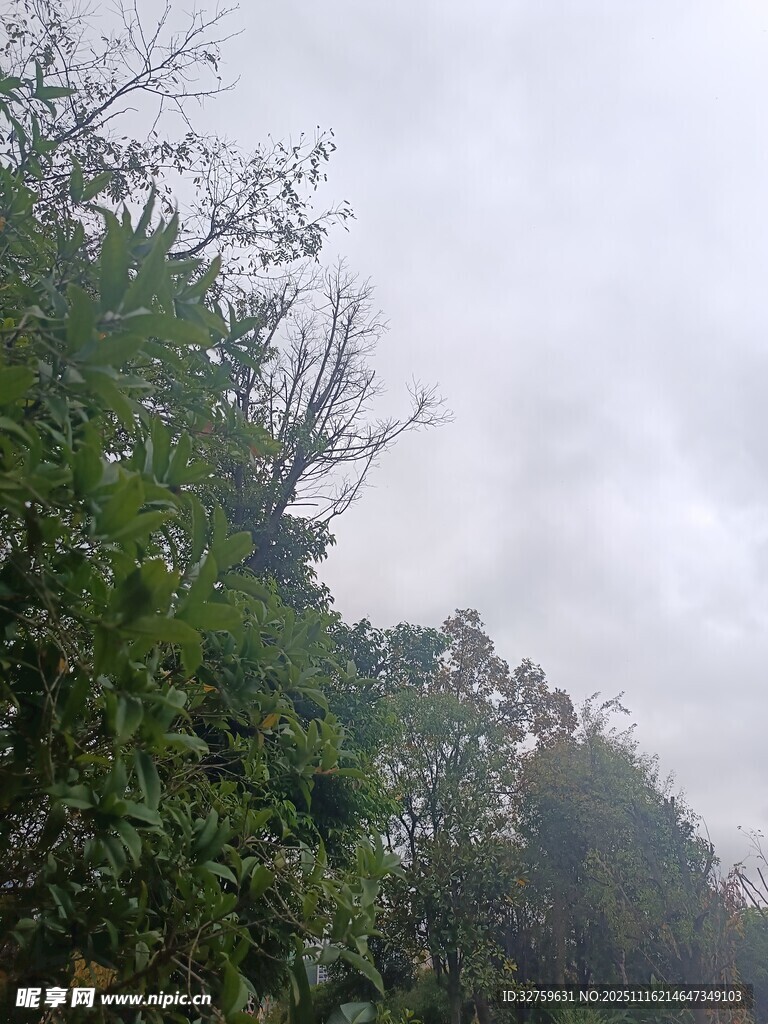 云雾缭绕中的茂密树林