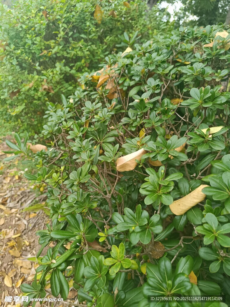 绿叶丛中的黄色花朵