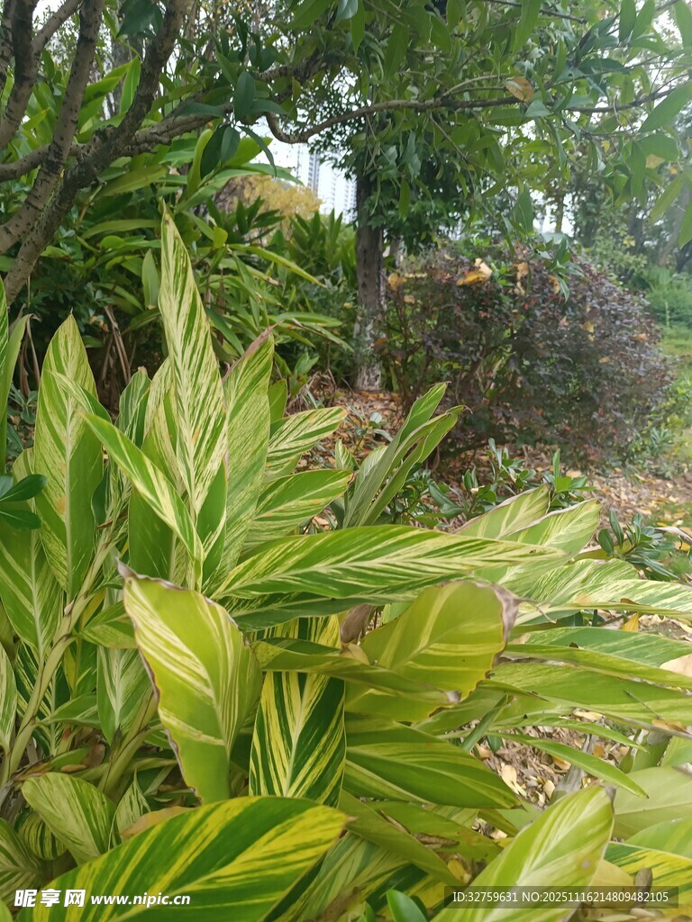 翠绿繁茂的植物景观