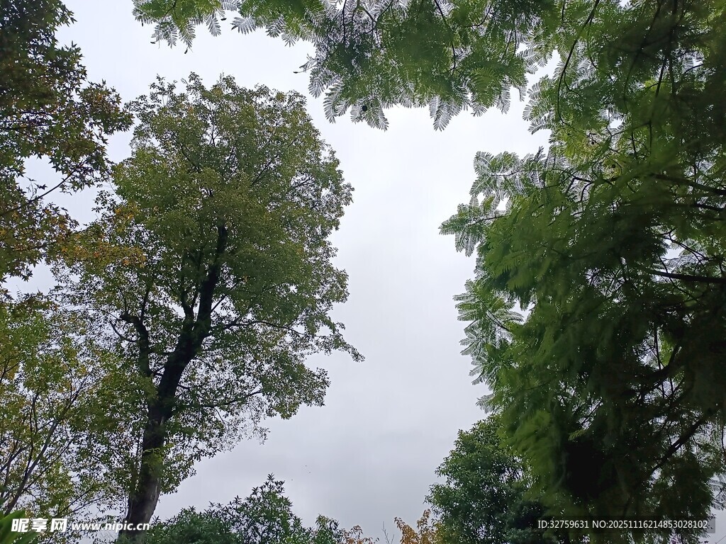 仰视茂密树林树冠