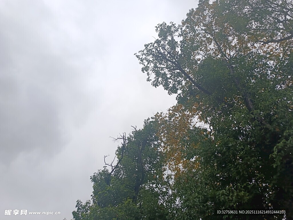 云雾缭绕中的葱郁树林