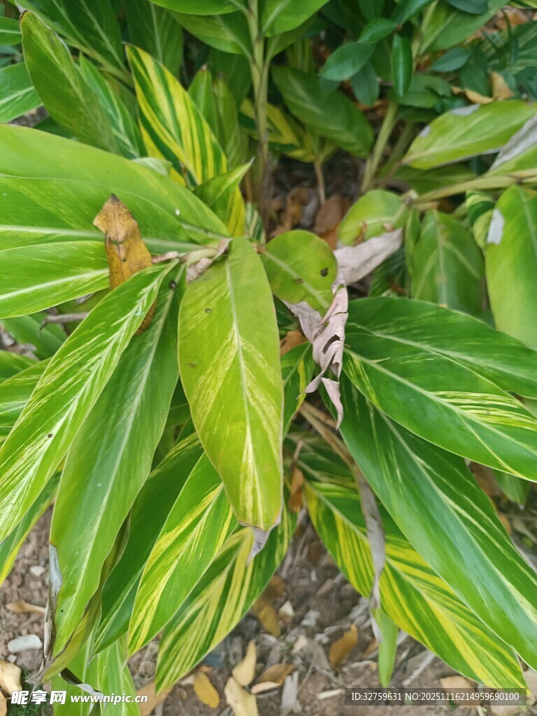 翠绿斑斓的植物叶片