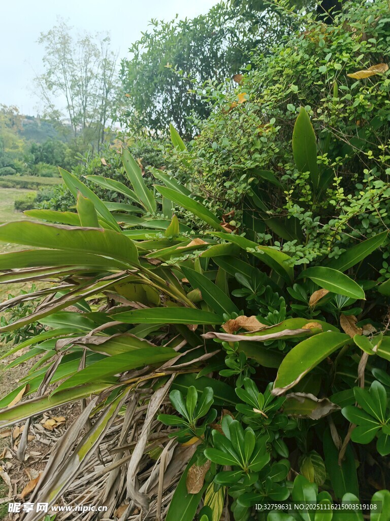 繁茂绿植景观