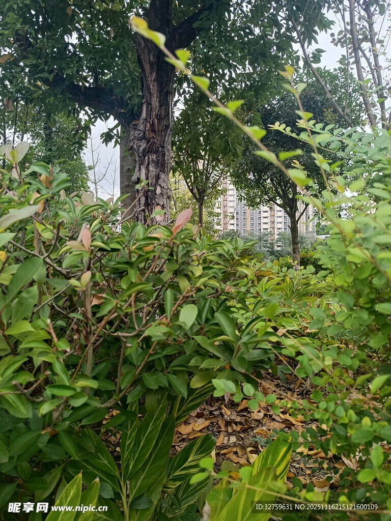 茂密丛林中的绿植景观