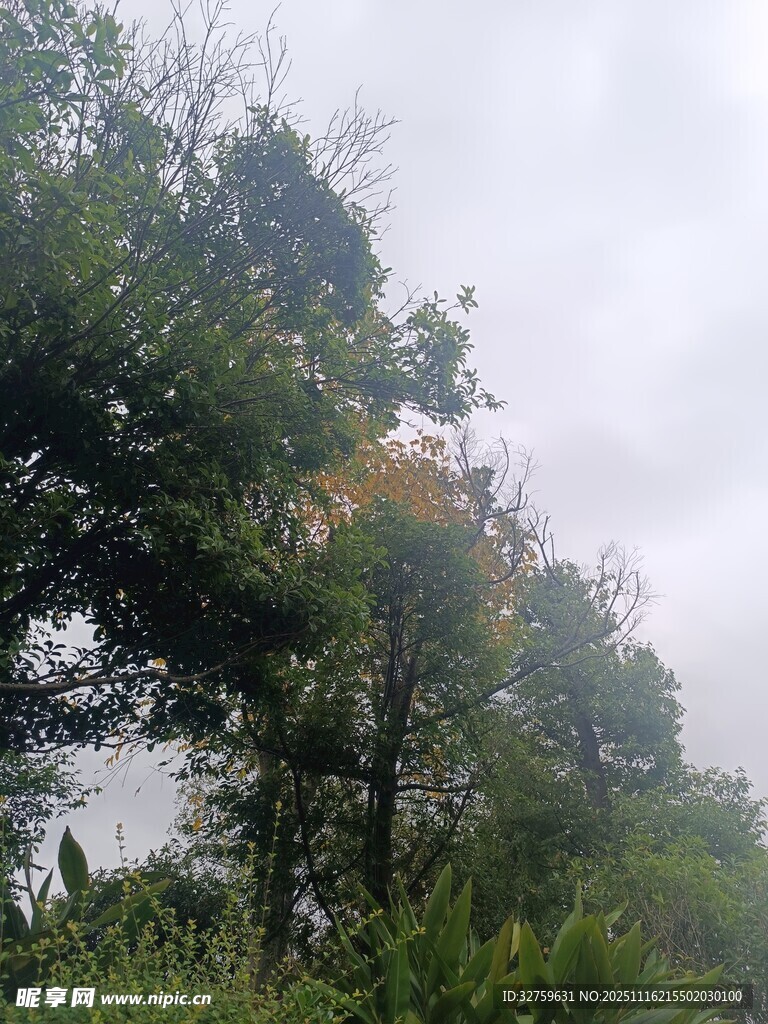 山林间隐现的神秘岩石