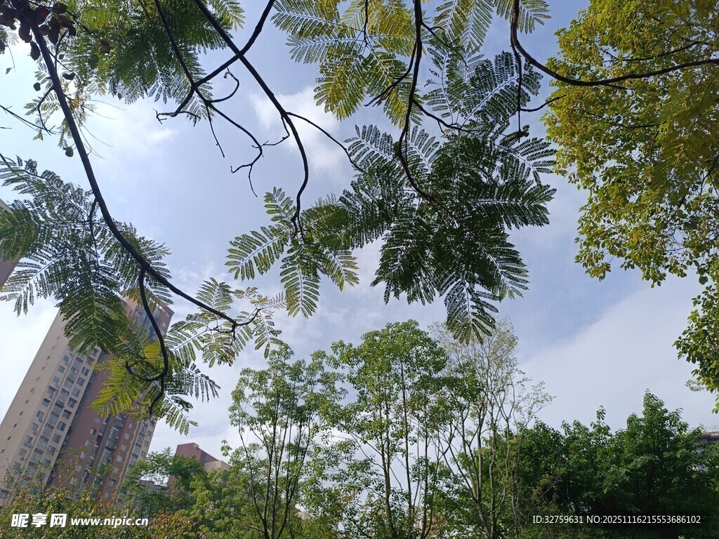 城市中繁茂的绿树景观