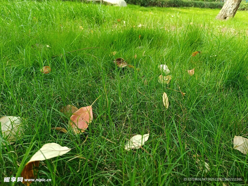 绿茵上散落的多彩叶片