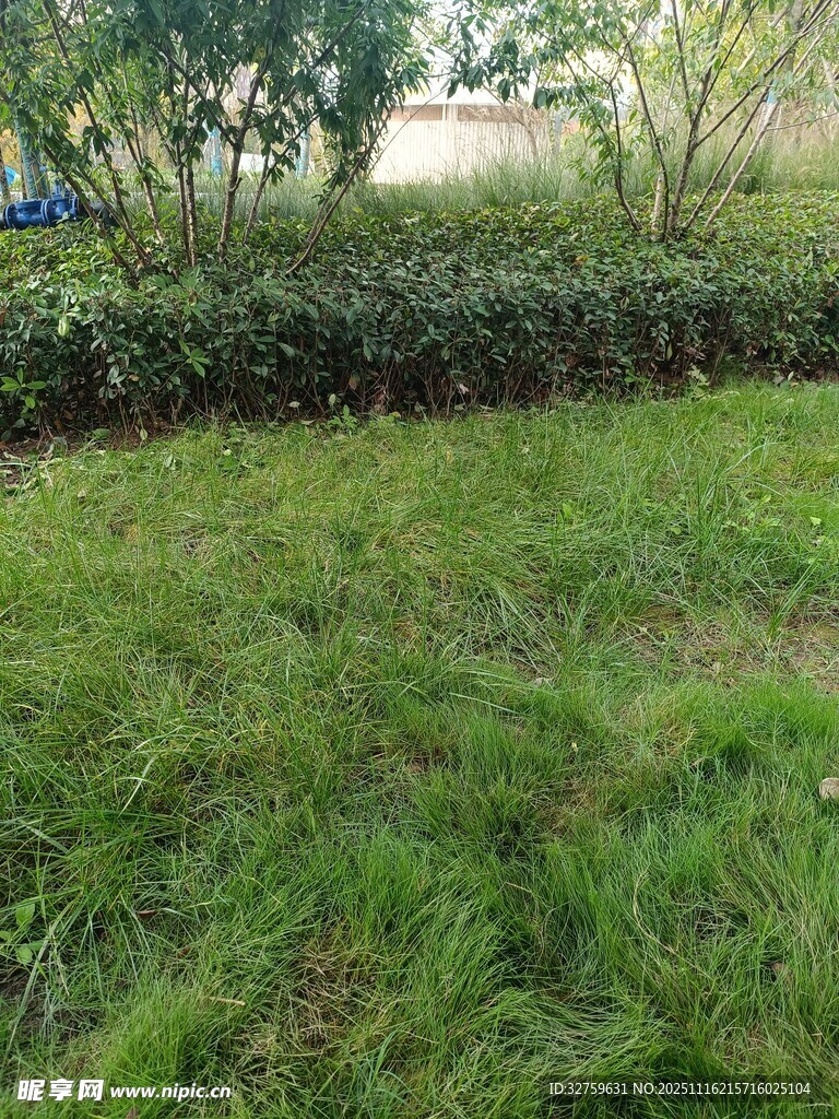 绿意盎然的草坪景观