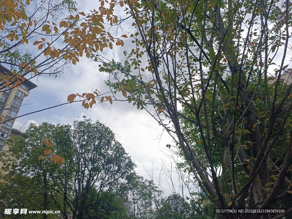 秋日林间树梢天空景致