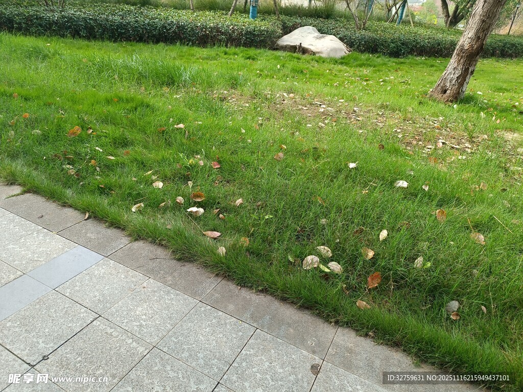 路边翠绿草地与零星白花