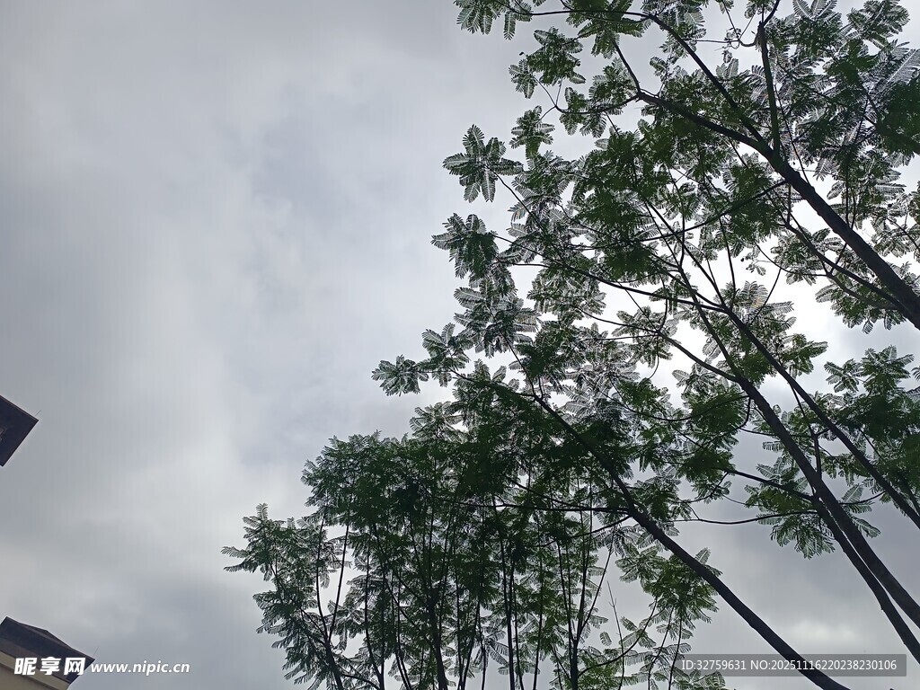 阴天中的树木景观