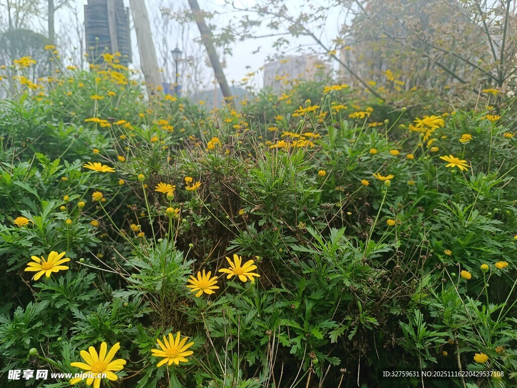 雾中绽放的黄色野花