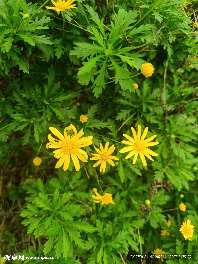 绿叶丛中绽放的黄色小花