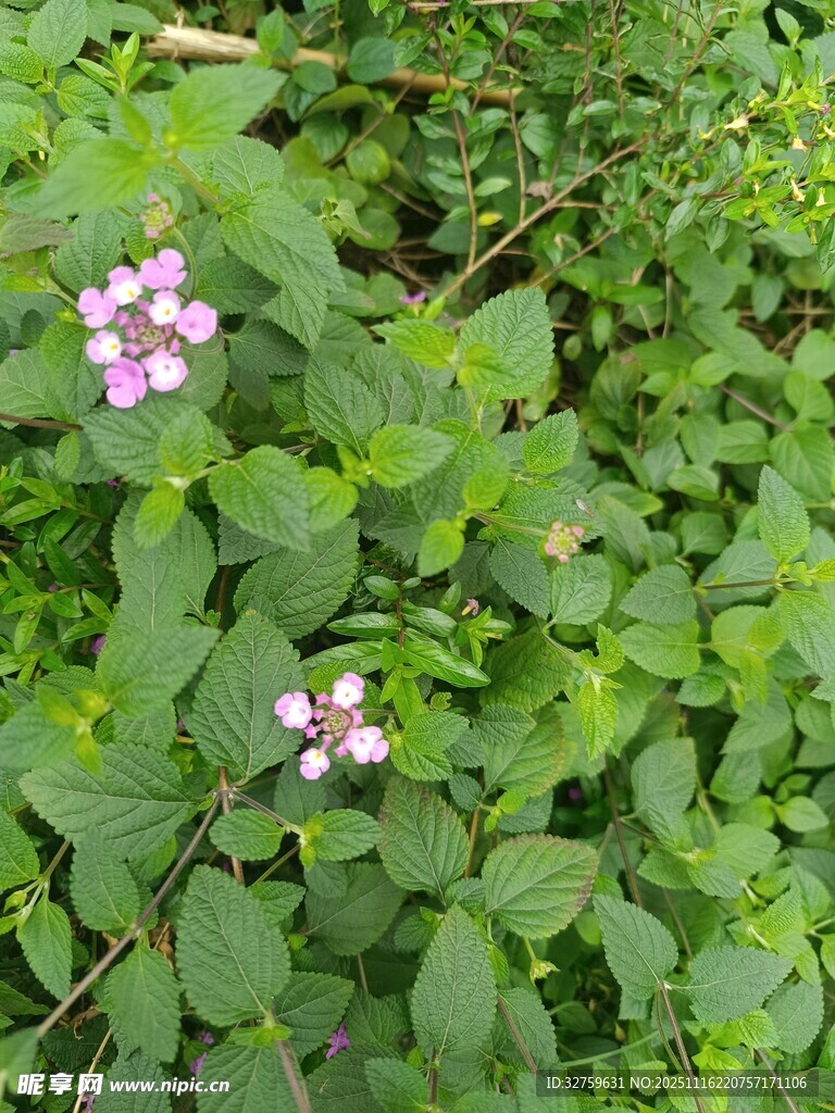 绿叶丛中的紫色小花