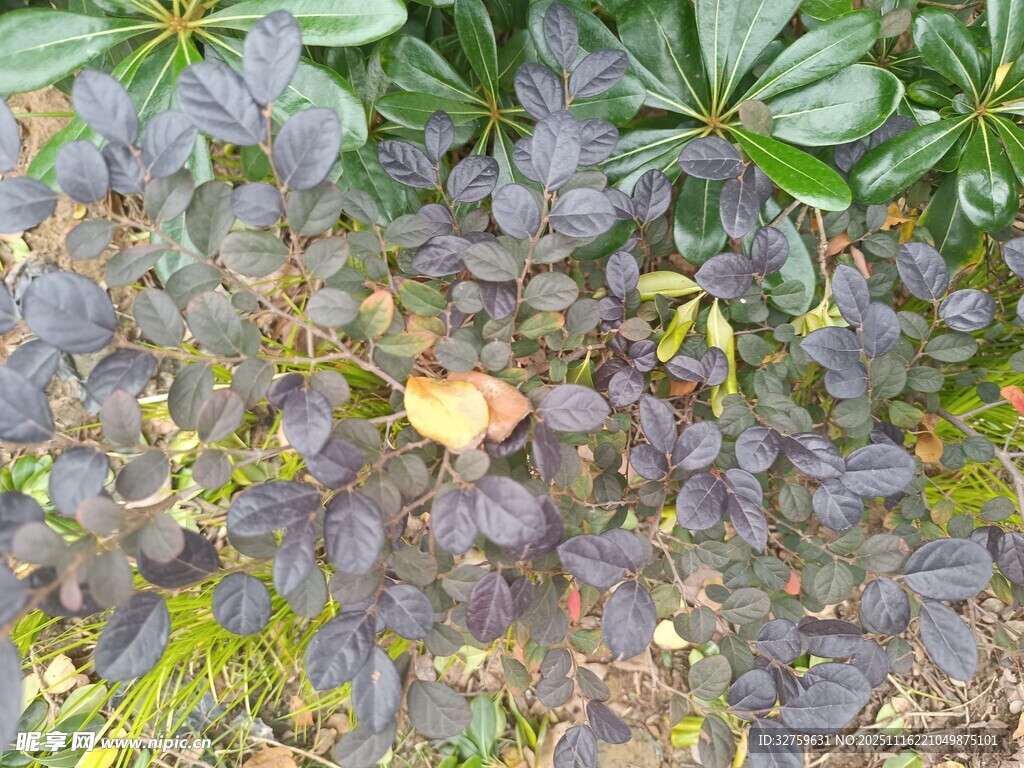 紫色植物中的黄色叶片