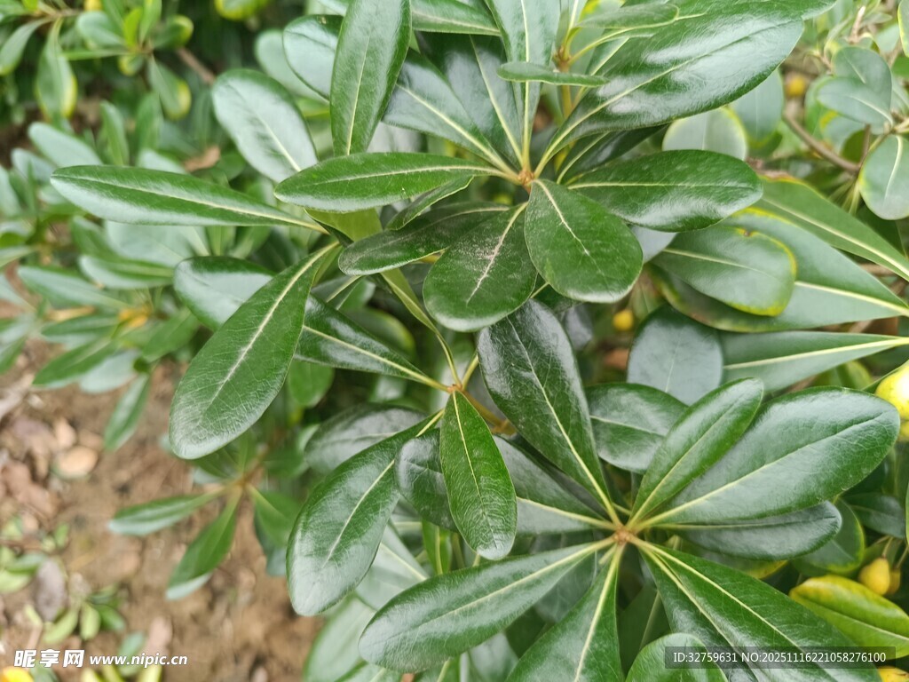 绿叶繁茂的植物