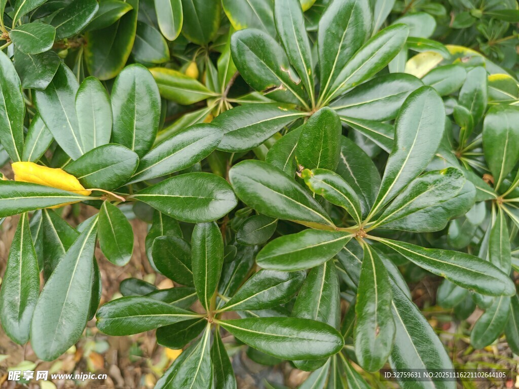 翠绿润泽的植物叶片