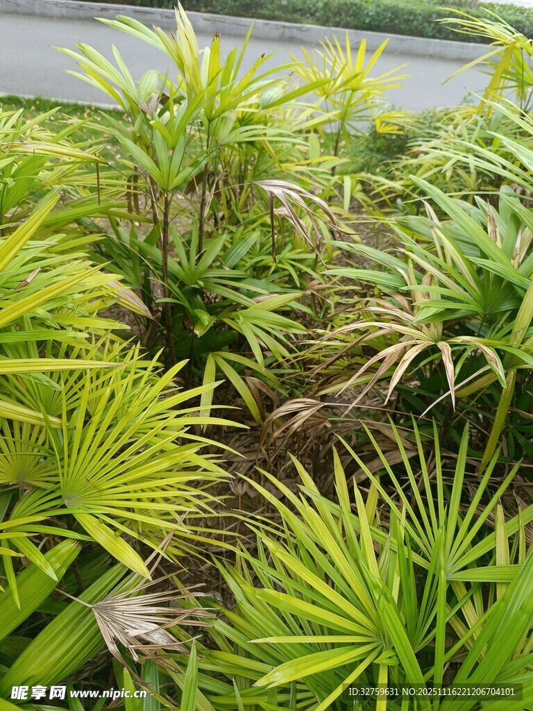 翠绿丛生的多样绿植