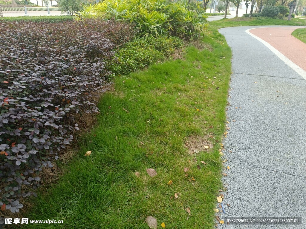 路边绿植景观