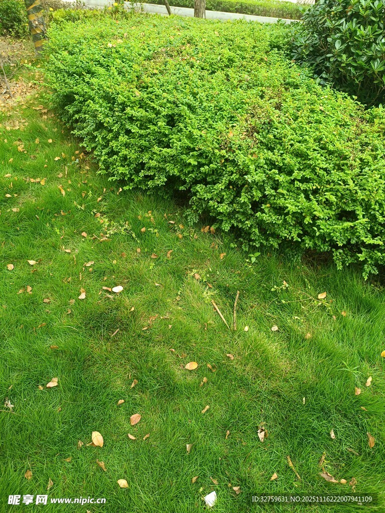 绿意盎然的草地与灌木丛