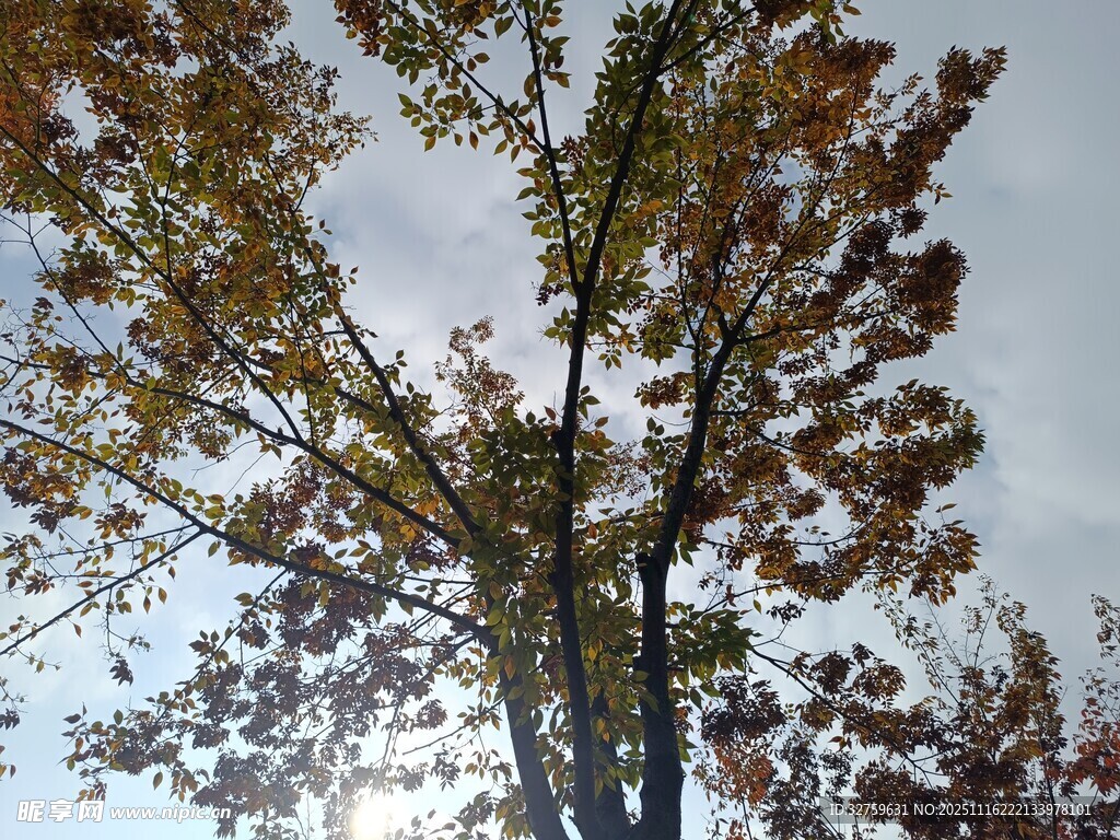 秋日树冠 