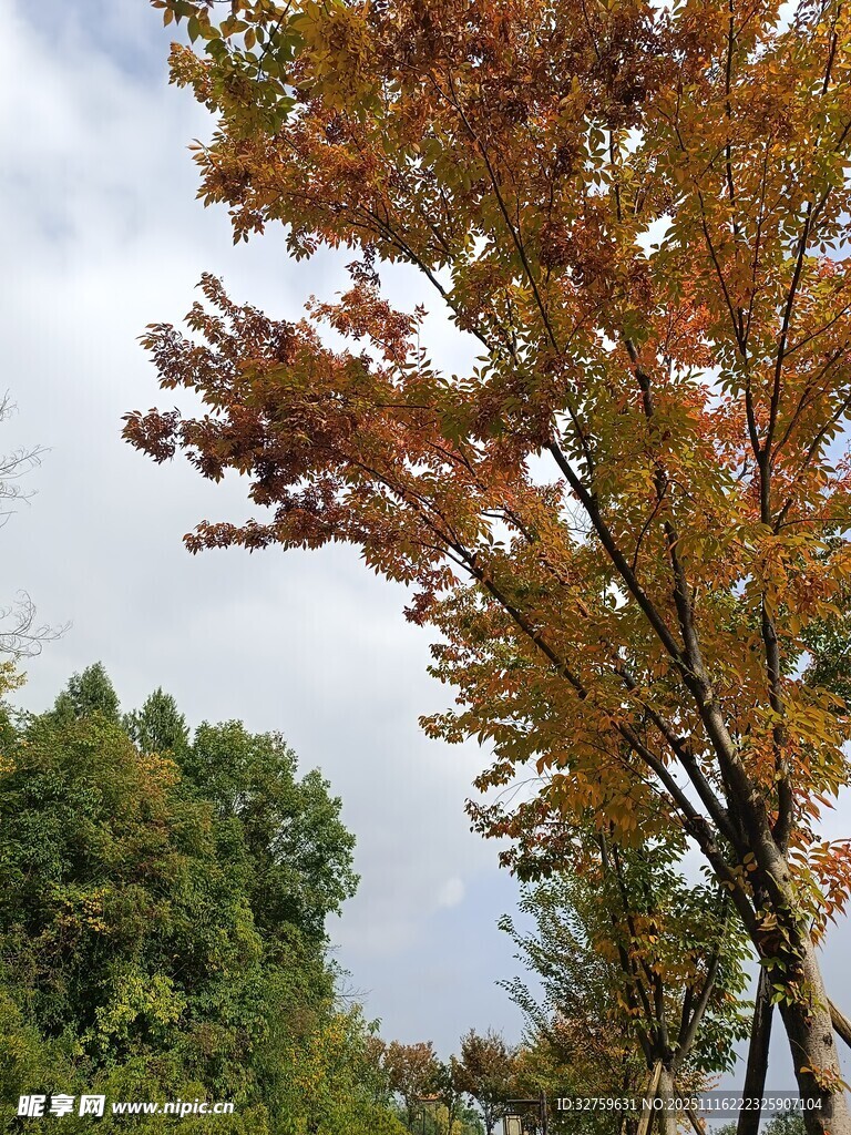 秋日斑斓枫叶树